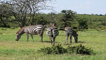 Maasai Mara, Lake Nakuru and Amboseli Safari